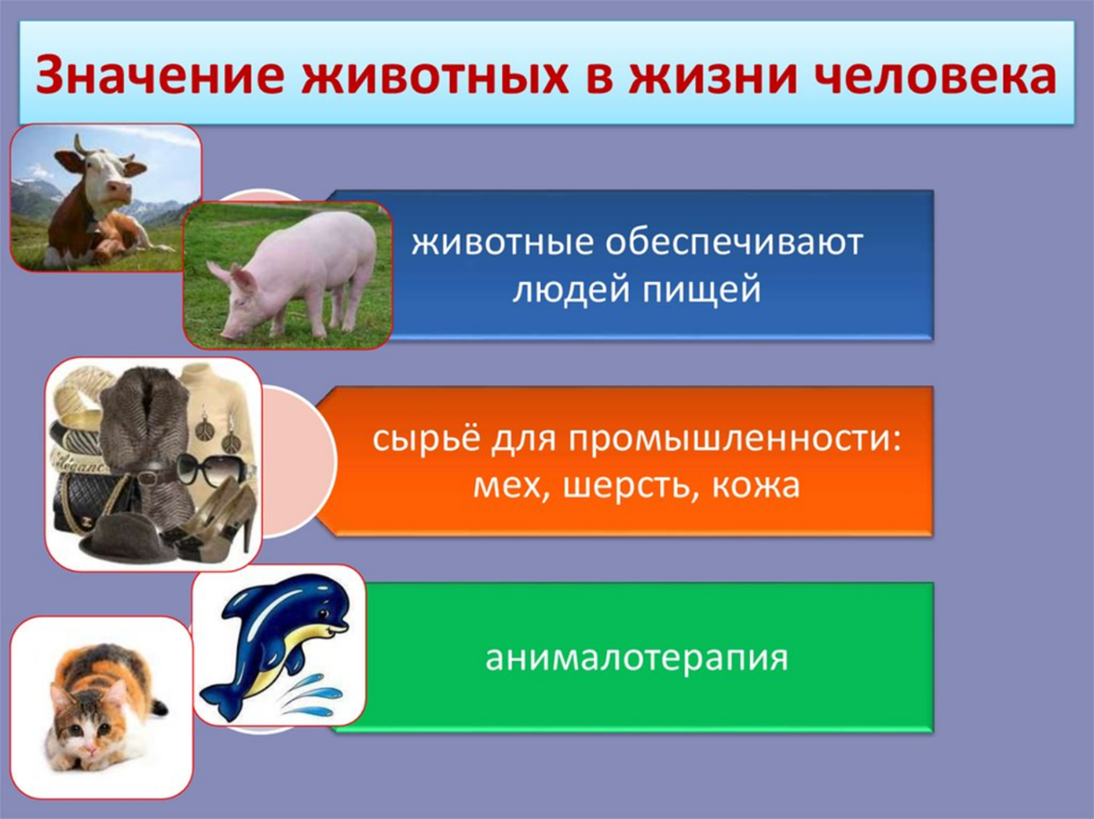Удивительный мир животных: значение и роль в нашей жизни