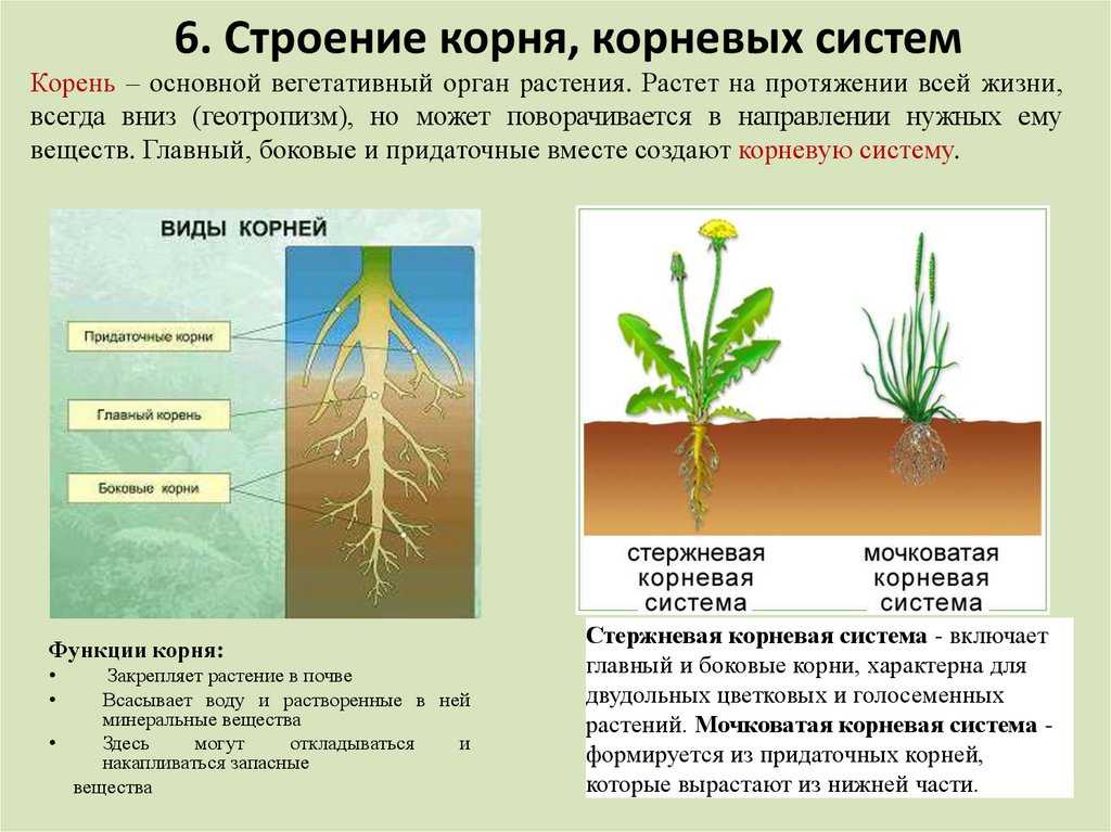 Рассказ про одуванчик - описание, характеристика и строение растения