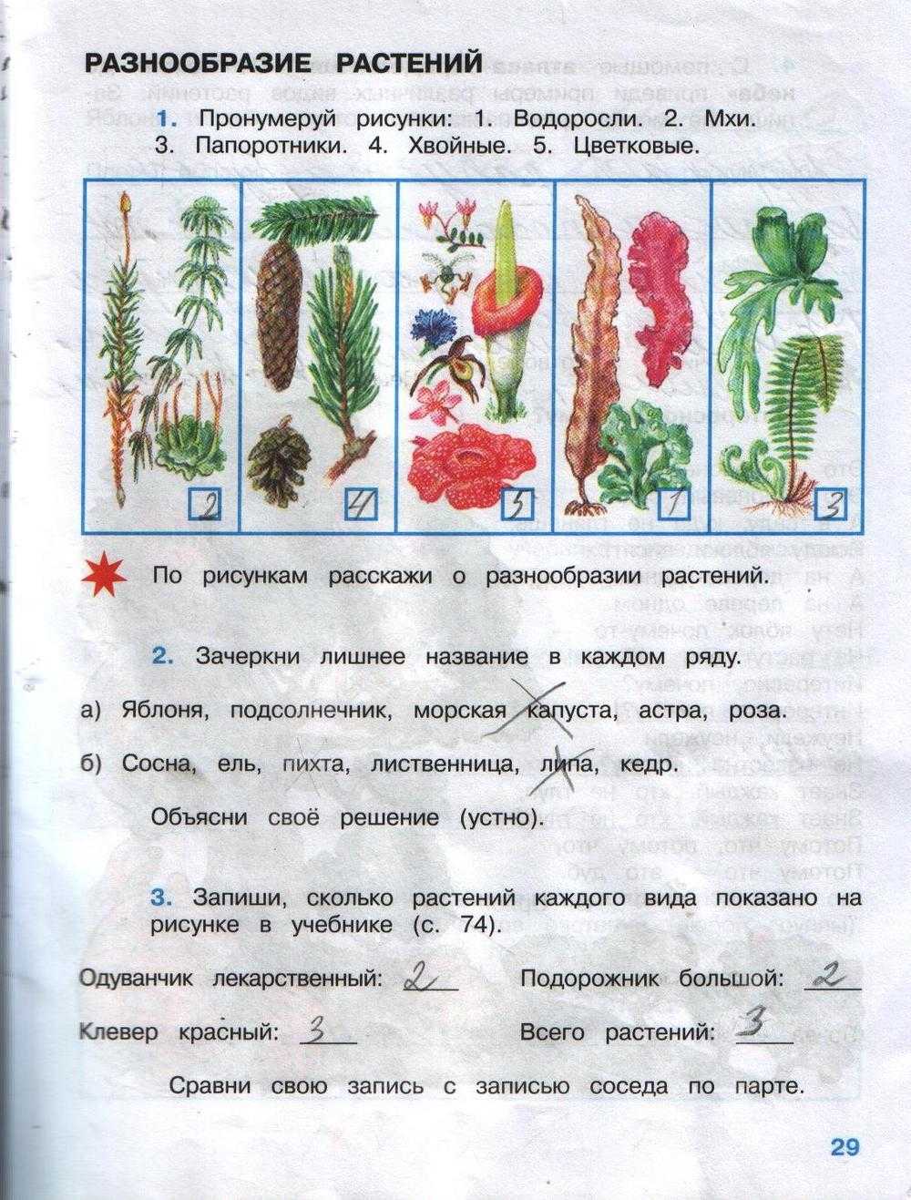 Сделать книжку малышку своими руками для школы 3 класс окружающий мир береги растения