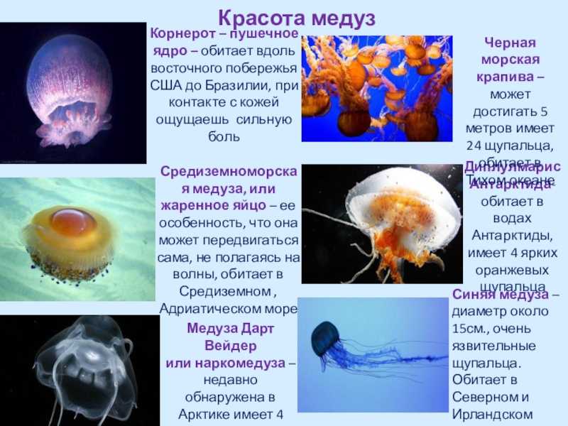 Кишечнополостные