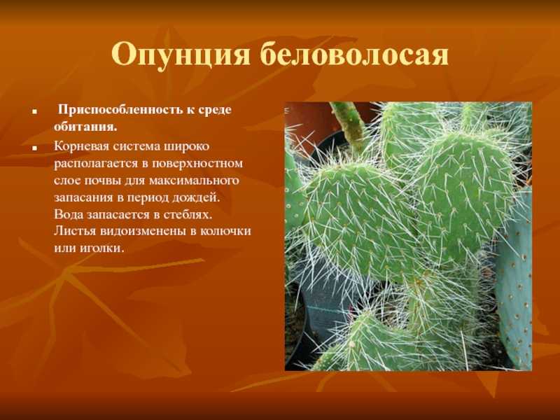 Кактус опунция опушенная среда обитания - строй обзор