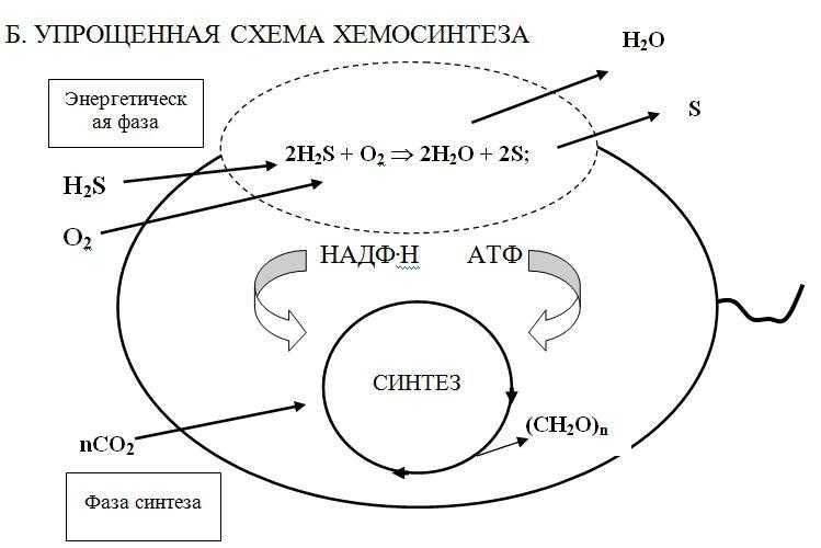 Хемосинтез – уникальный процесс питания бактерий