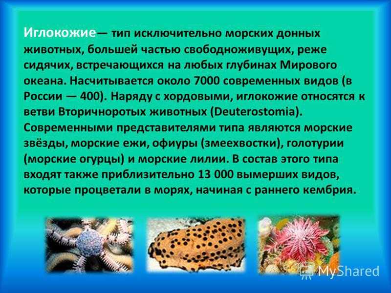 Ответы на вопрос иглокожие - сообщене доклад (3, 7 класс биолоия. окружающий мир)