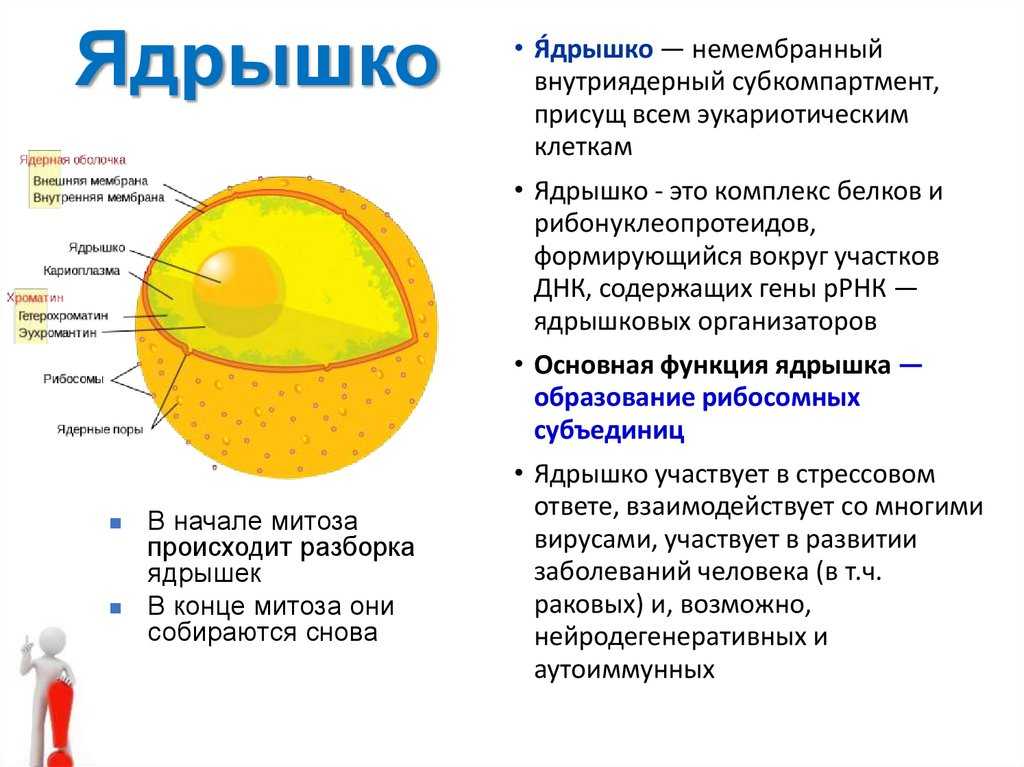 Ядро – это в биологии: что такое ядерная оболочка, какую функцию выполняет, как происходит деление и из чего состоит