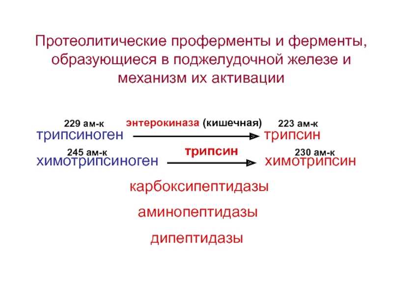 Протеолитические свойства микроорганизмов кратко