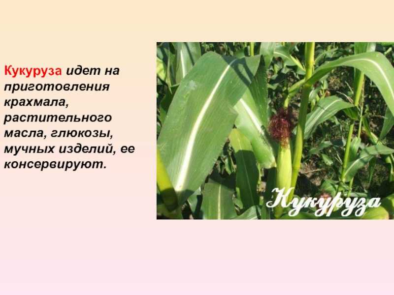 Зерновые культурные растения