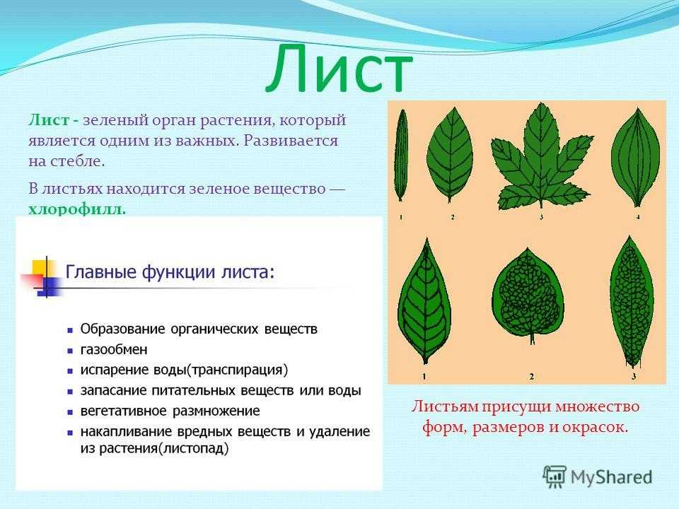 Влияние листопада на жизнь растений: значение и преимущества | название сайта