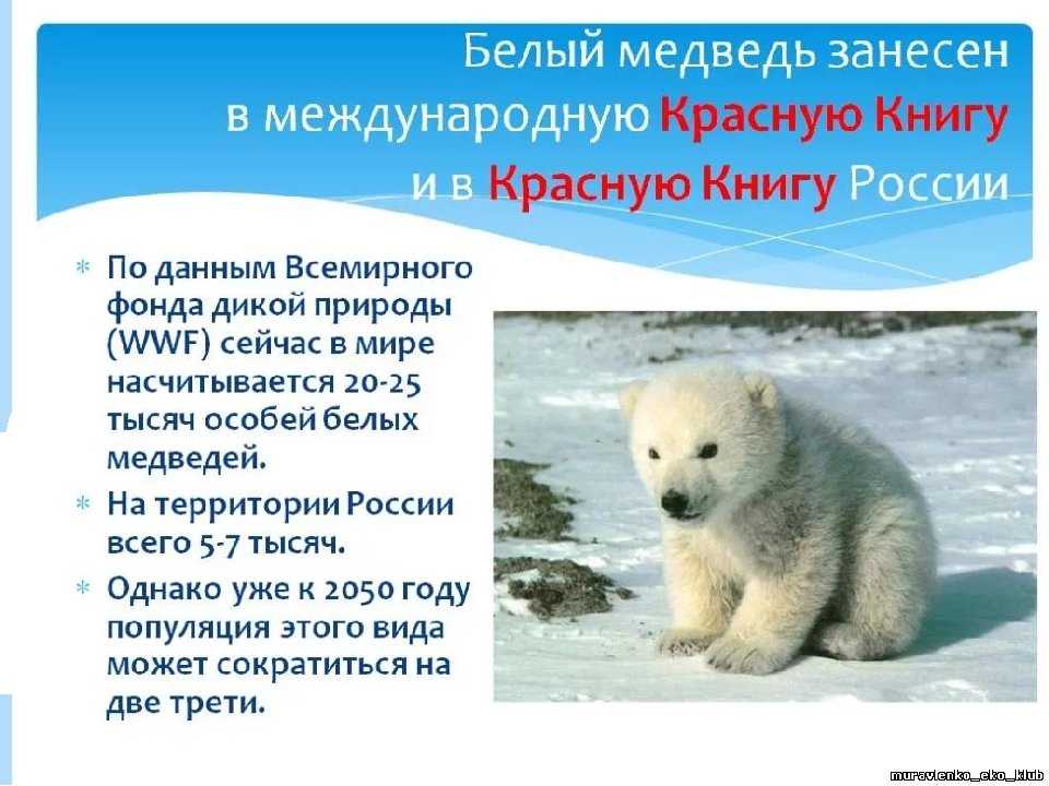Редкие животные из красной книги пермского края — список, характеристика и фото