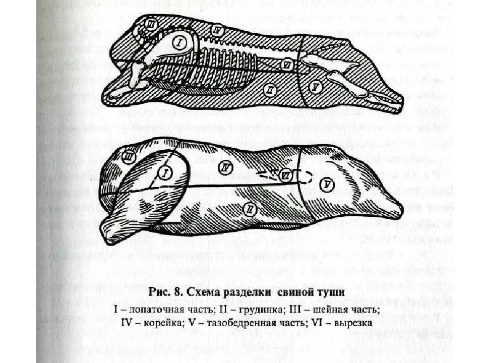 Обвалка мяса. технология переработки мяса