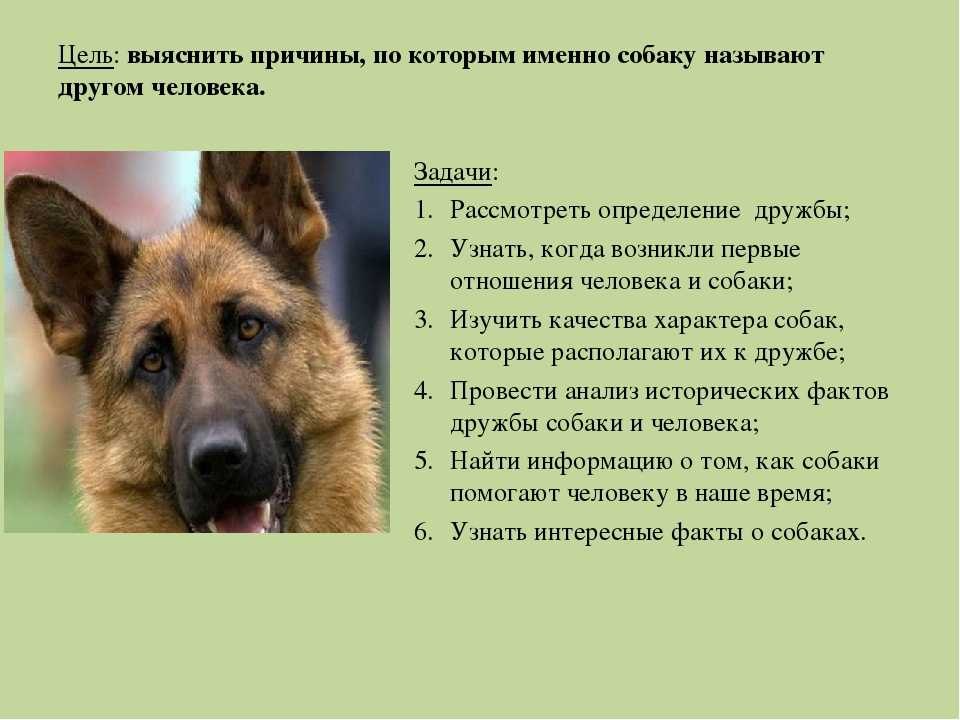 Есть ли у животных личность? - журнал «мои животные»