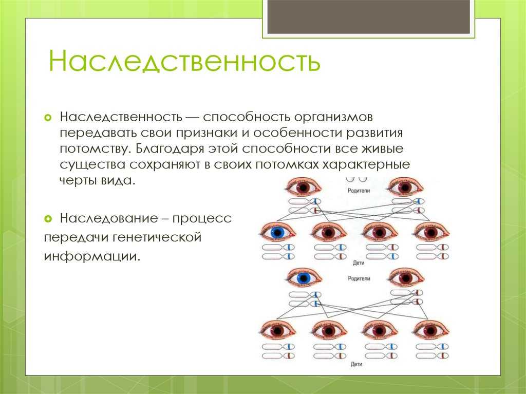 Основные генетические понятия. закономерности наследственности. генетика человека.