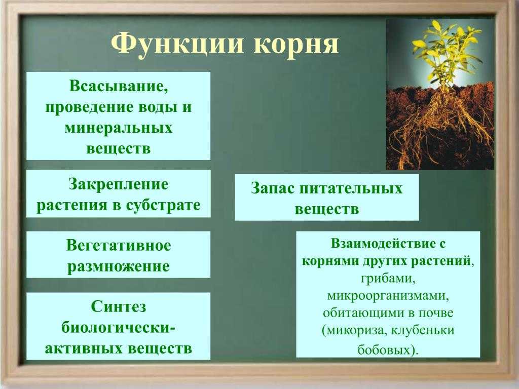 Видоизменения и функции корней