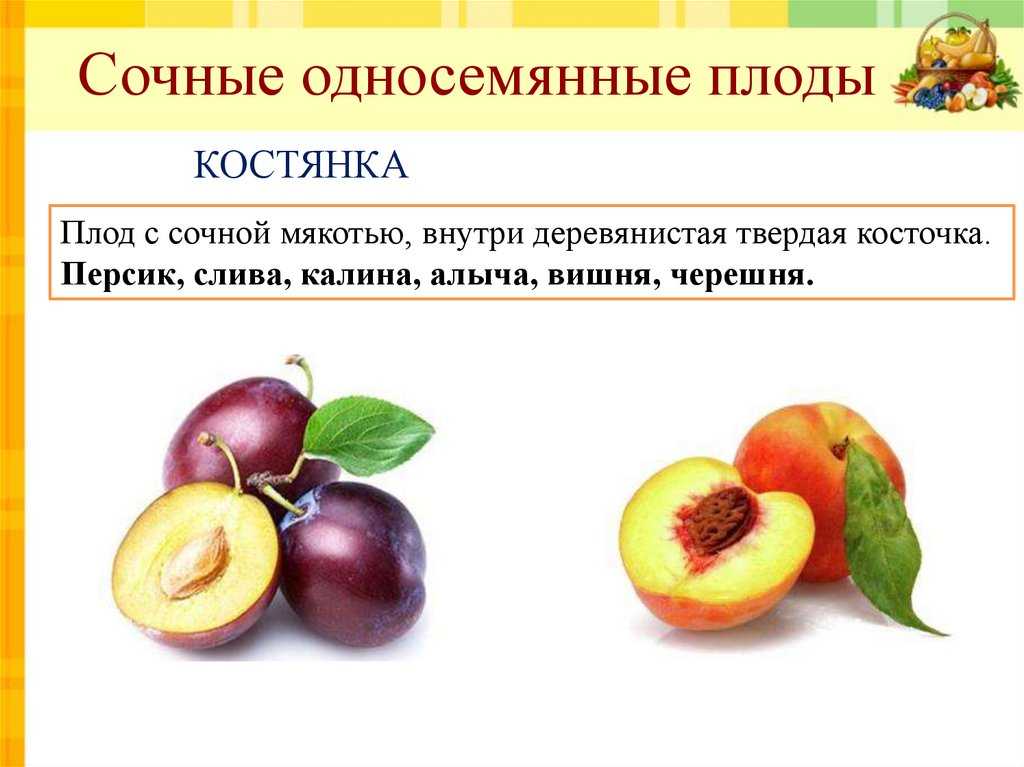 Плоды