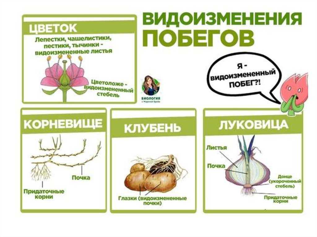 Почему корневище называют видоизменённым побегом?
                            95