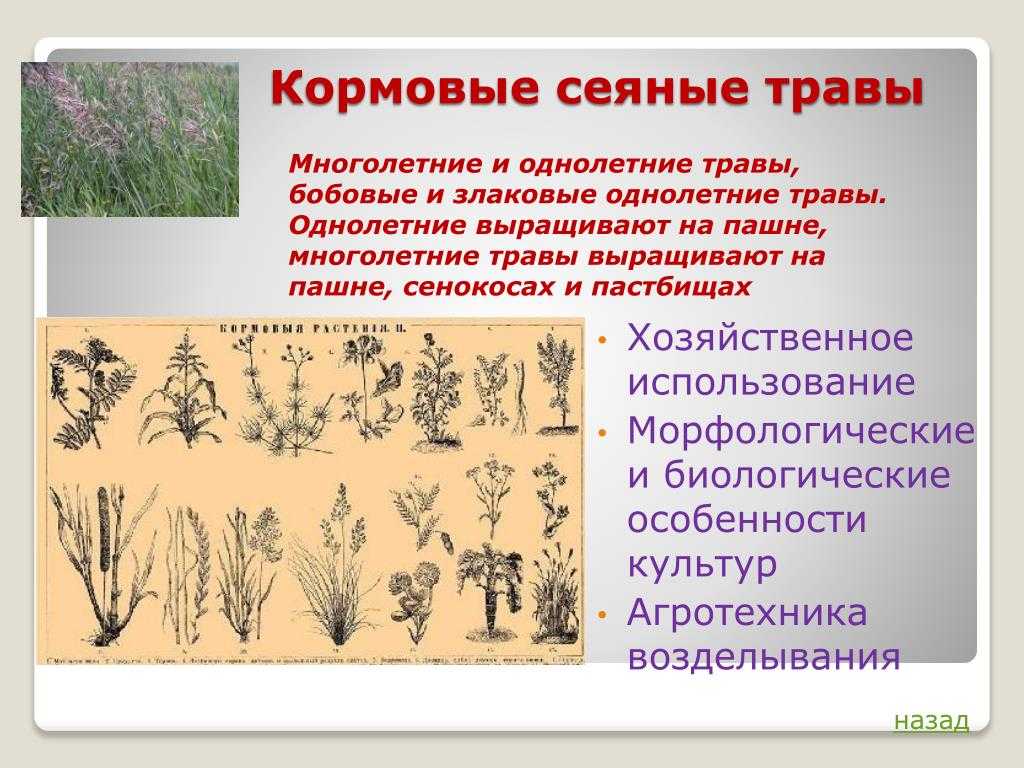 Что такое кормовые культуры: список и примеры кормовых растений