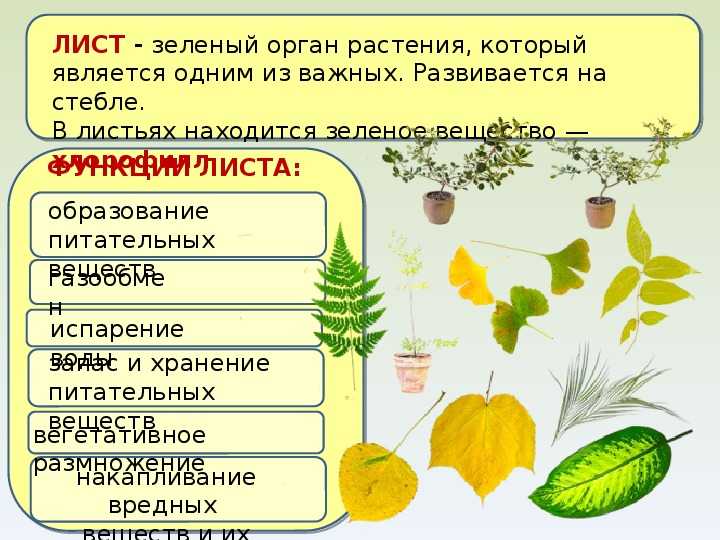 Листья растений | wikibotanika.ru