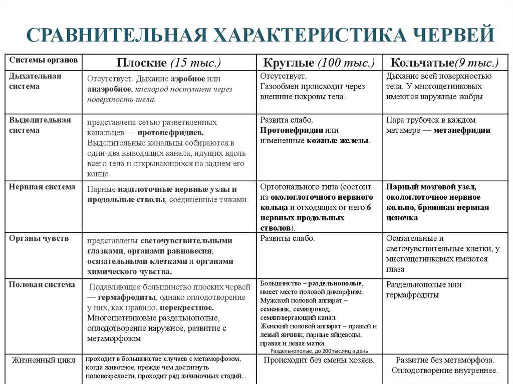 Кольчатые черви как один из типов животных #23