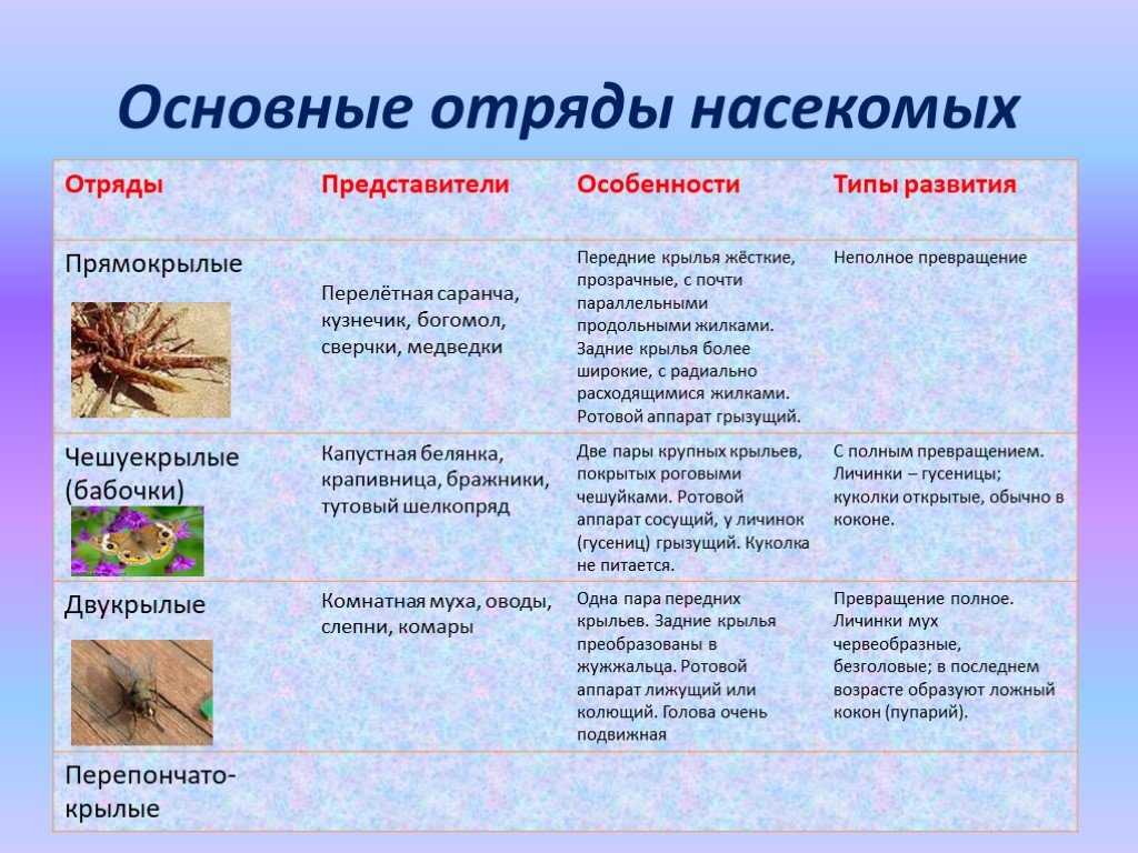 Проект по биологии 7 класс по теме интересные факты о насекомых. - chvuz.ru