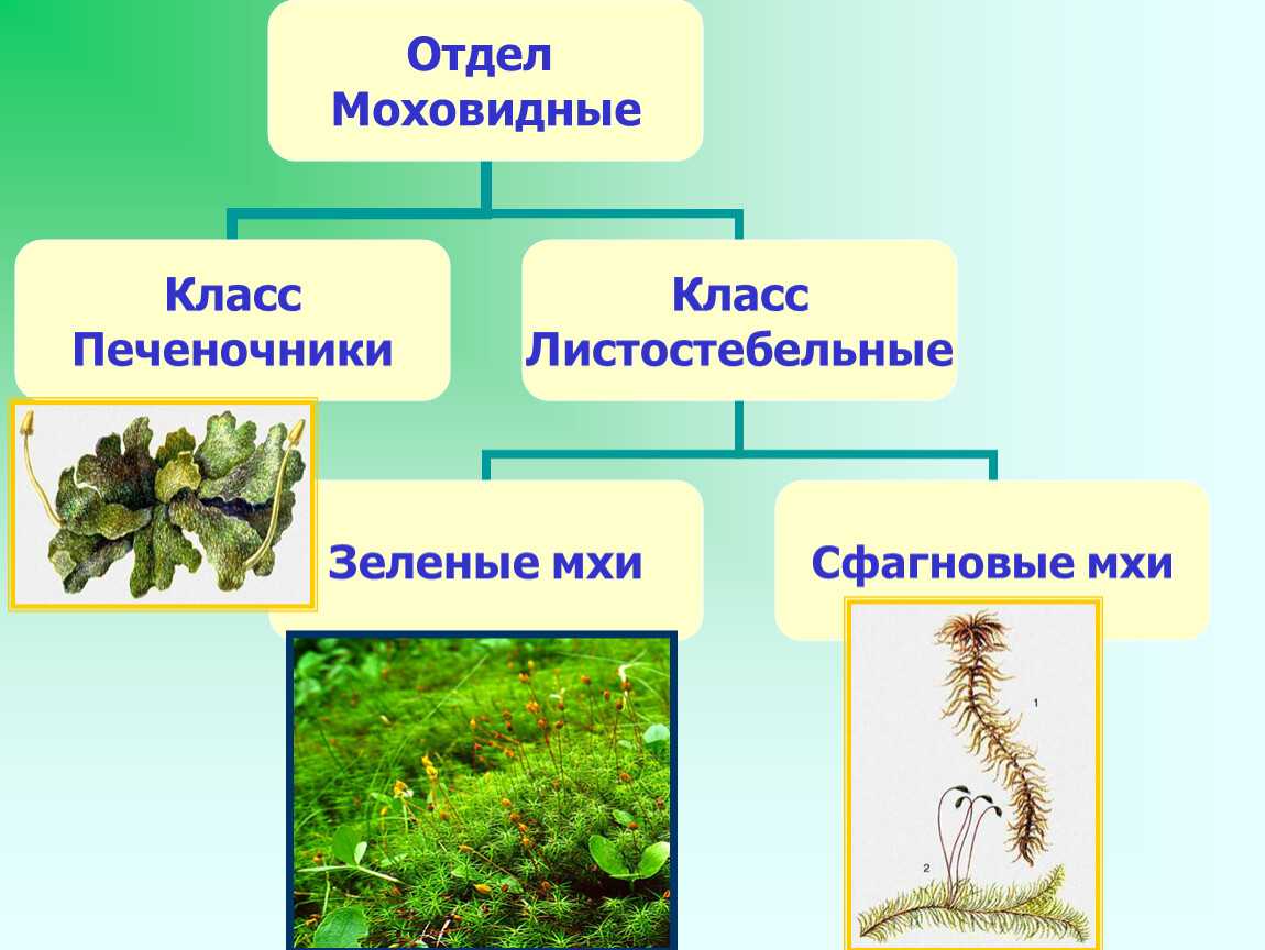 Отдел marchantiophytaописание таксона