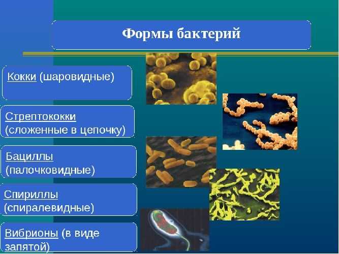 Прокариоты  и эукариоты: сравнение, что обозначают понятия, строение