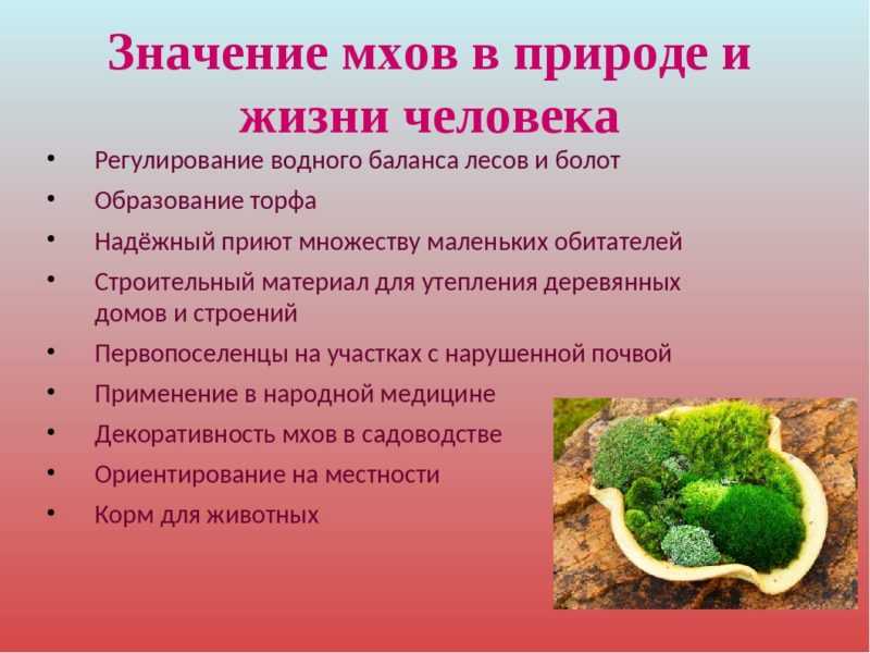 Значение мхов в природе: почему они важны и какие функции выполняют мхи