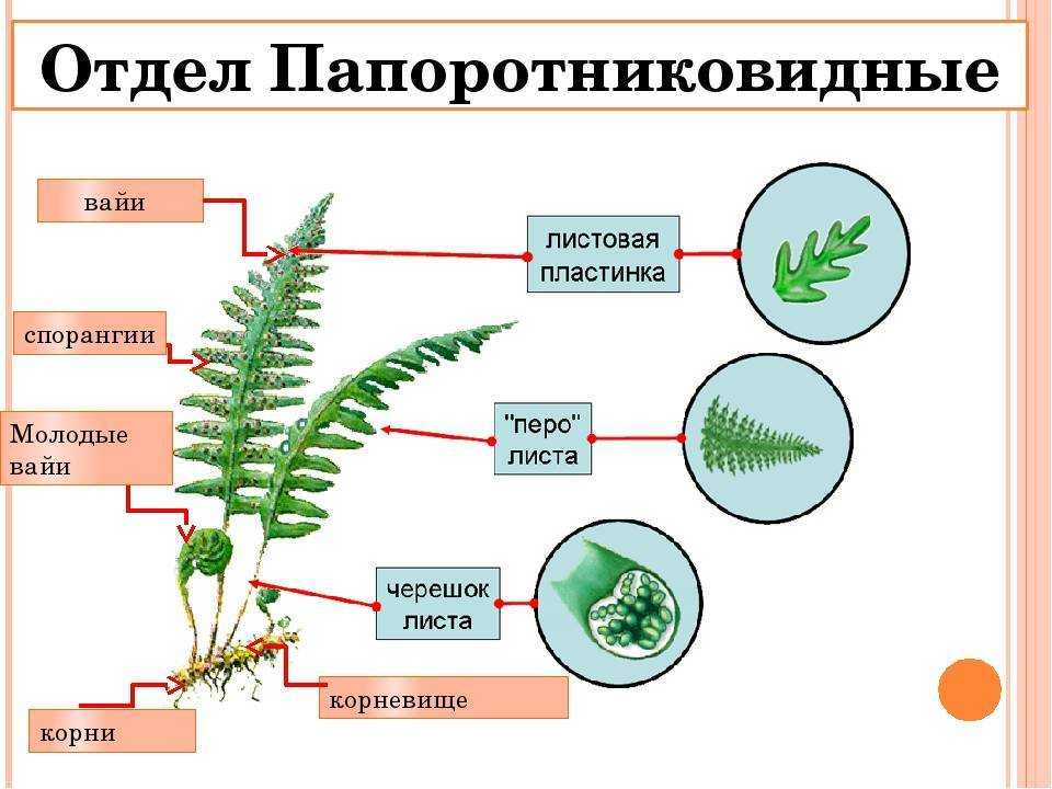 Папоротник и его виды: характеристики и особенности