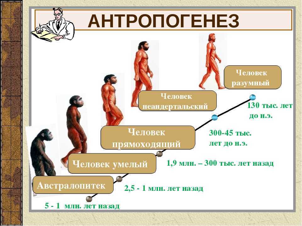 Известные эволюционные теории