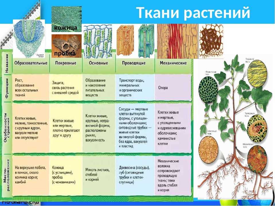 Мякоть листа: что это такое и какие функции она выполняет