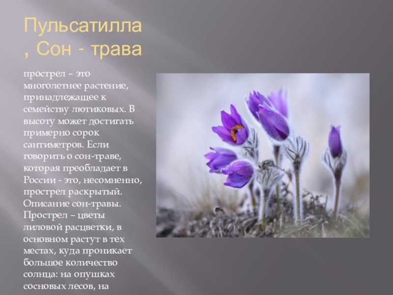 Доклад о сон-траве для школьников 3 класса - описание, применение и интересные факты