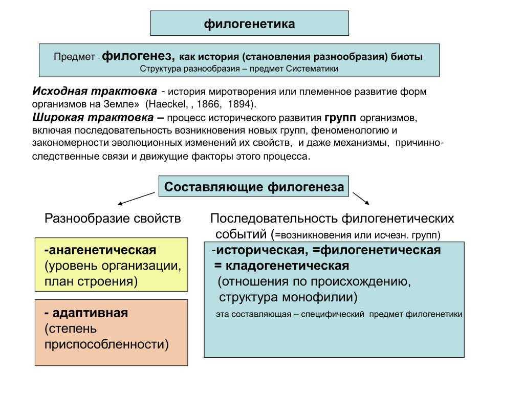 Какой метод использовать для составления филогенетических рядов организмов?
