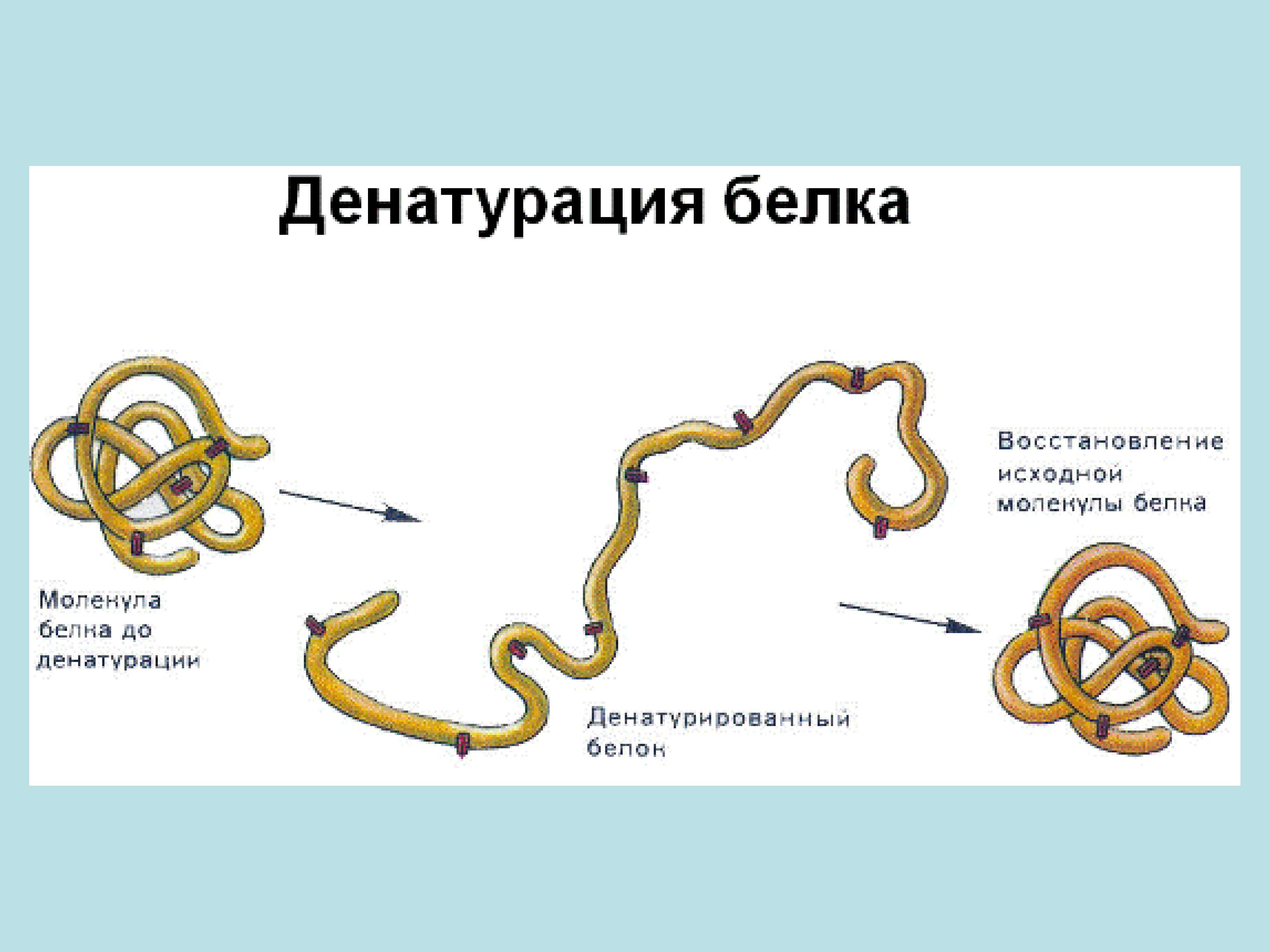 Что такое ренатурация: определение и принципы