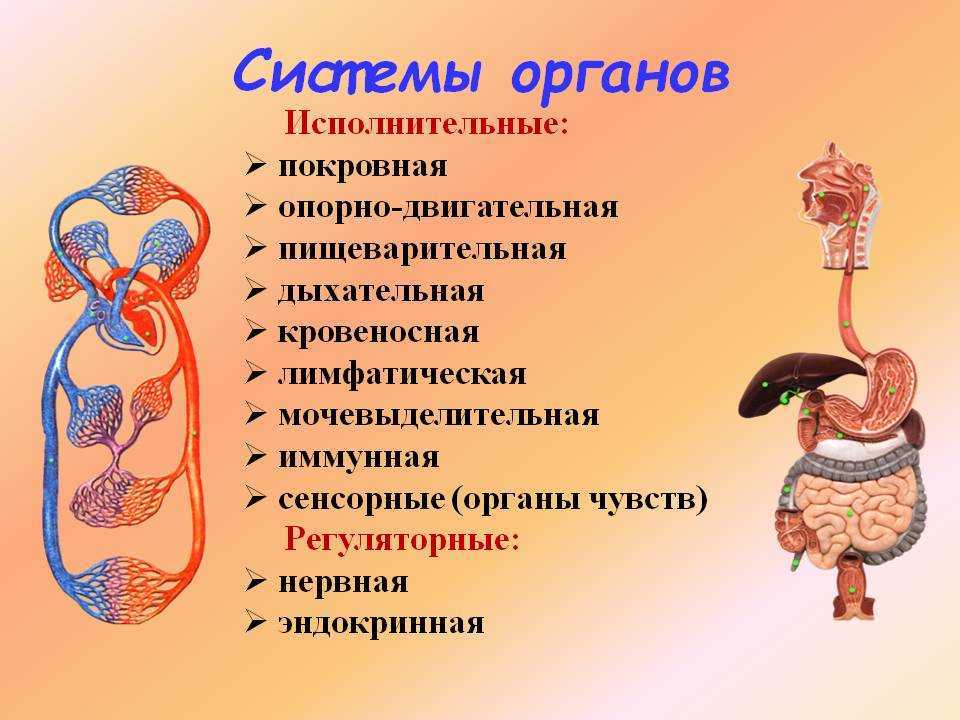 Строение сердца рыб и их кровь