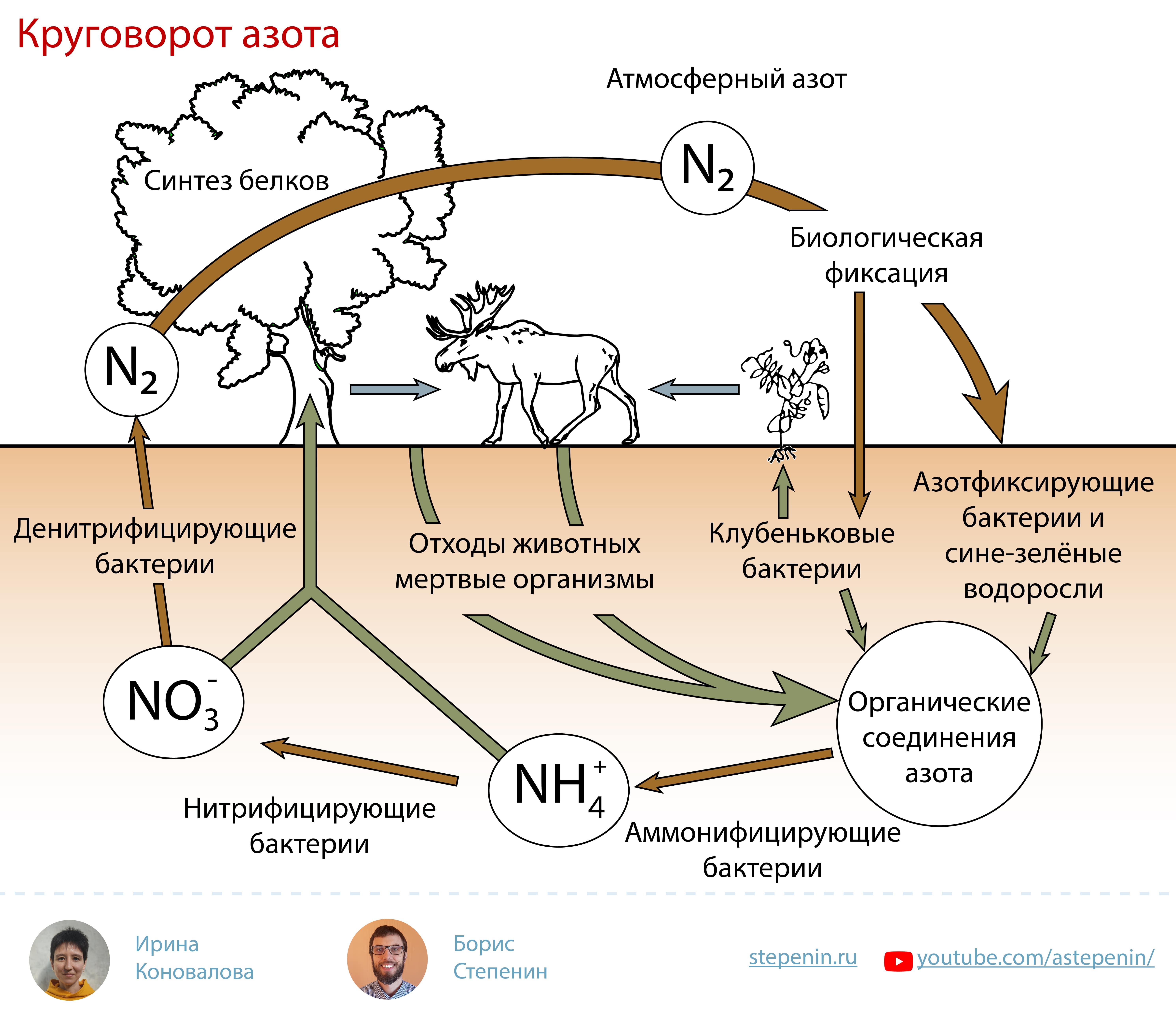 Круговорот азота в природе ️ описание, схема, этапы, влияние человека