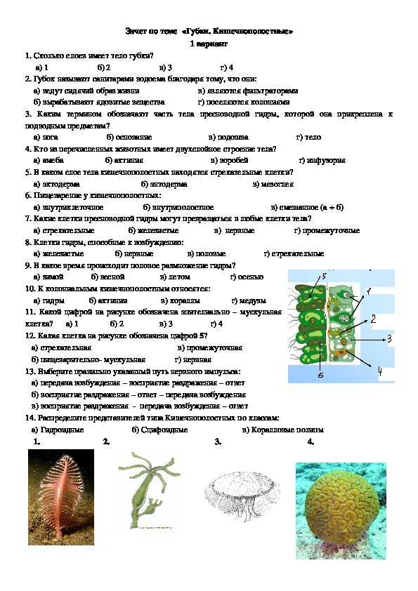 Кишечнополостные (двуслойные, радиально-симметричные)