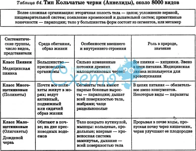 Тип кольчатые черви - bio-lessons