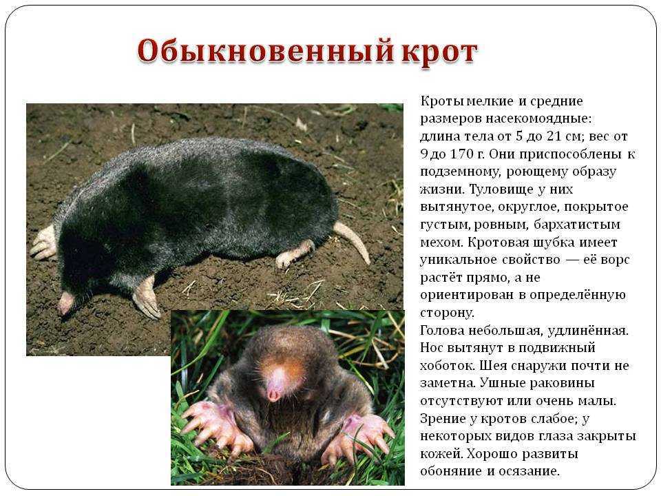 Крот животное. образ жизни и среда обитания крота | животный мир