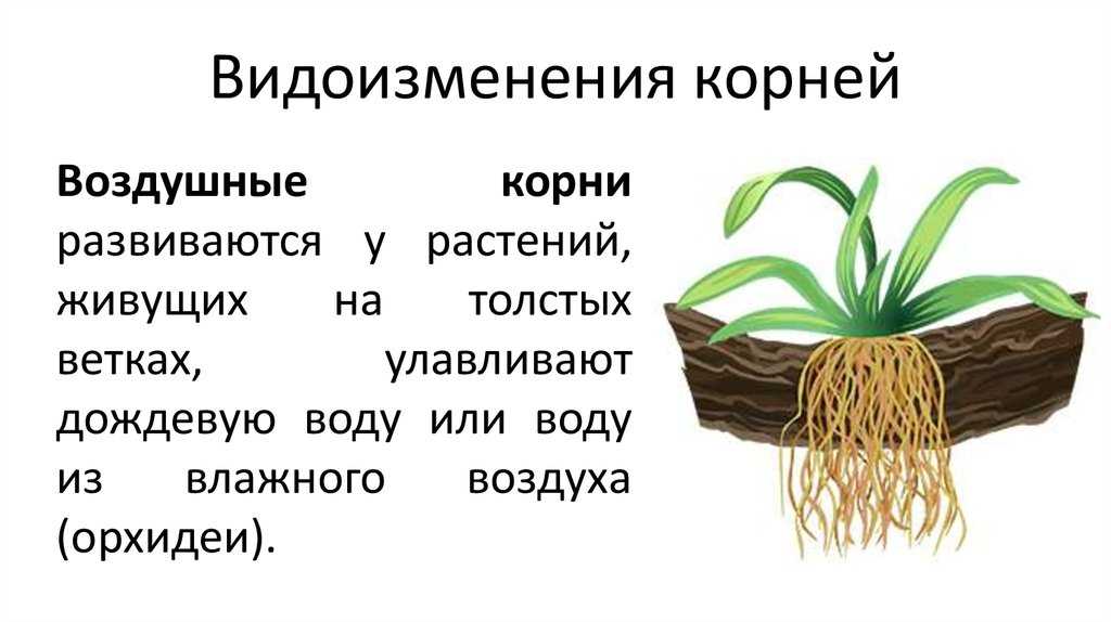 Видоизменения корней