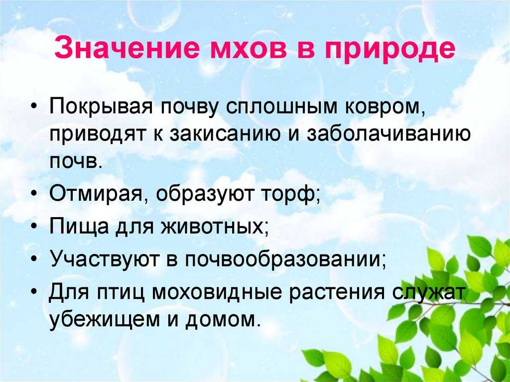 Мхи, виды, строение, размножение, значение, интересные факты 🔥фанфакт.ру