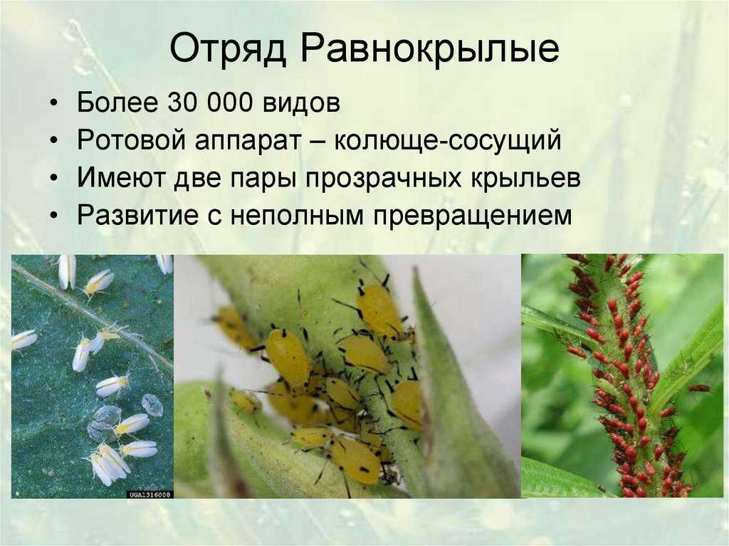 Равнокрылые
