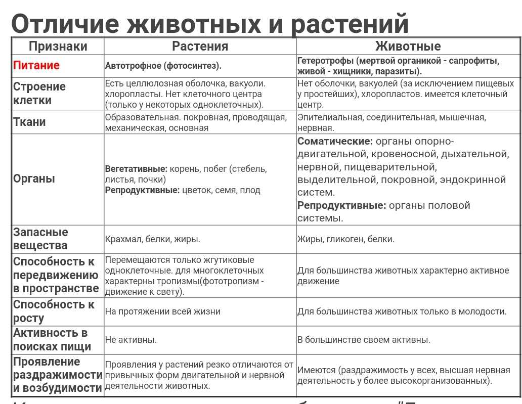 Чем животные отличаются от других живых организмов