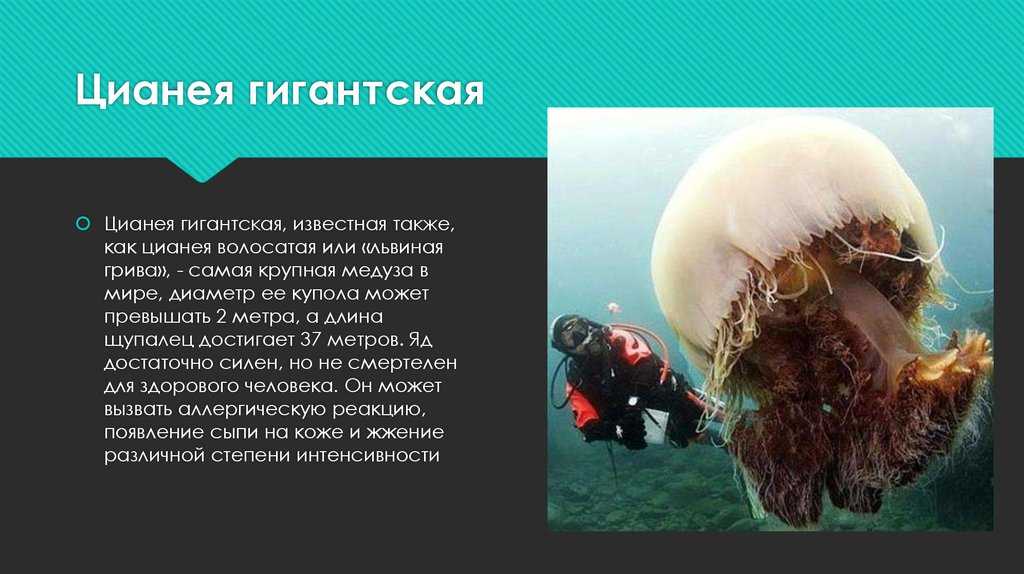 Общая характеристика кишечнополостных, образ жизни, строение, роль в природе