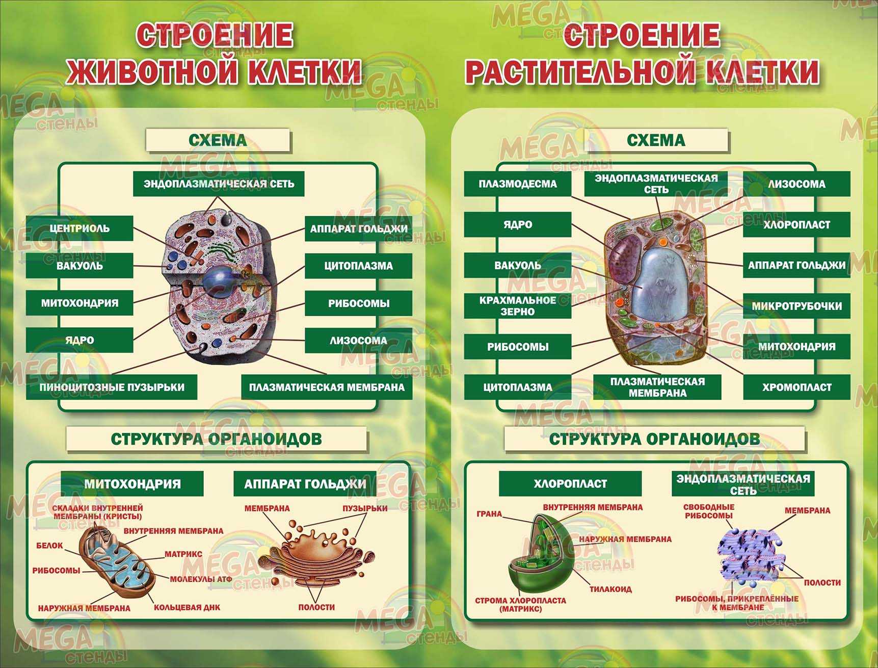 Термины по биологии для 8 класса ️ основные понятия и определения