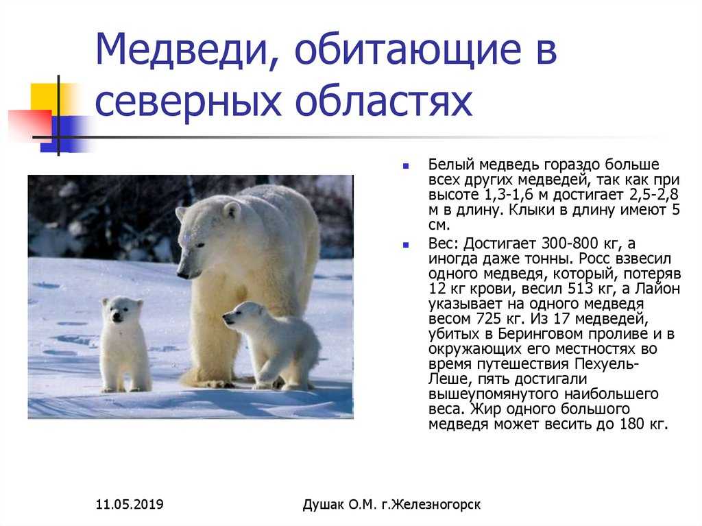 Белый медведь животное. описание, особенности, образ жизни и среда обитания медведя | живность.ру