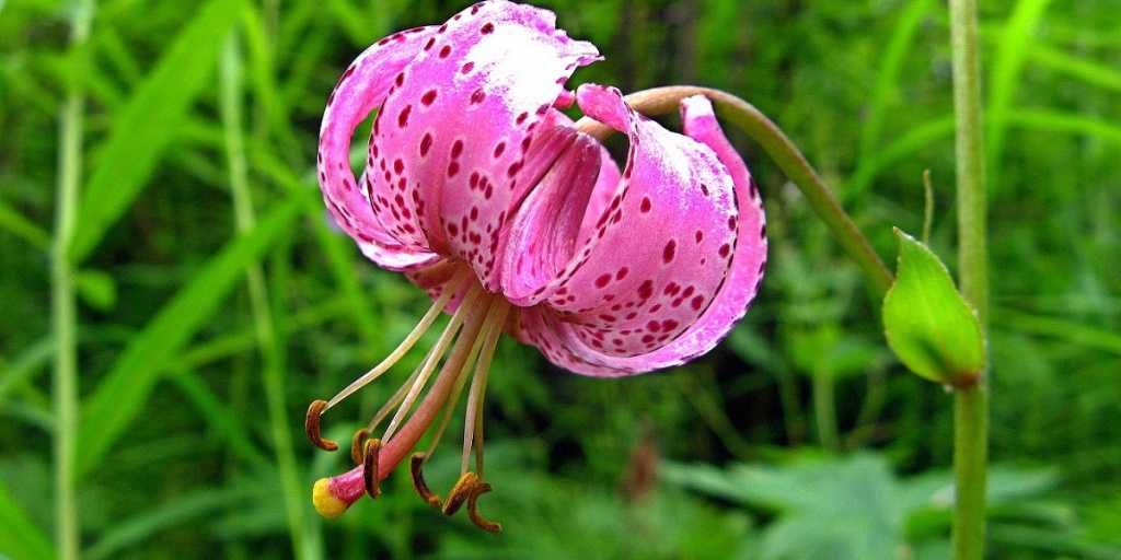 Lilium pensylvanicum ker gawl.описание таксона