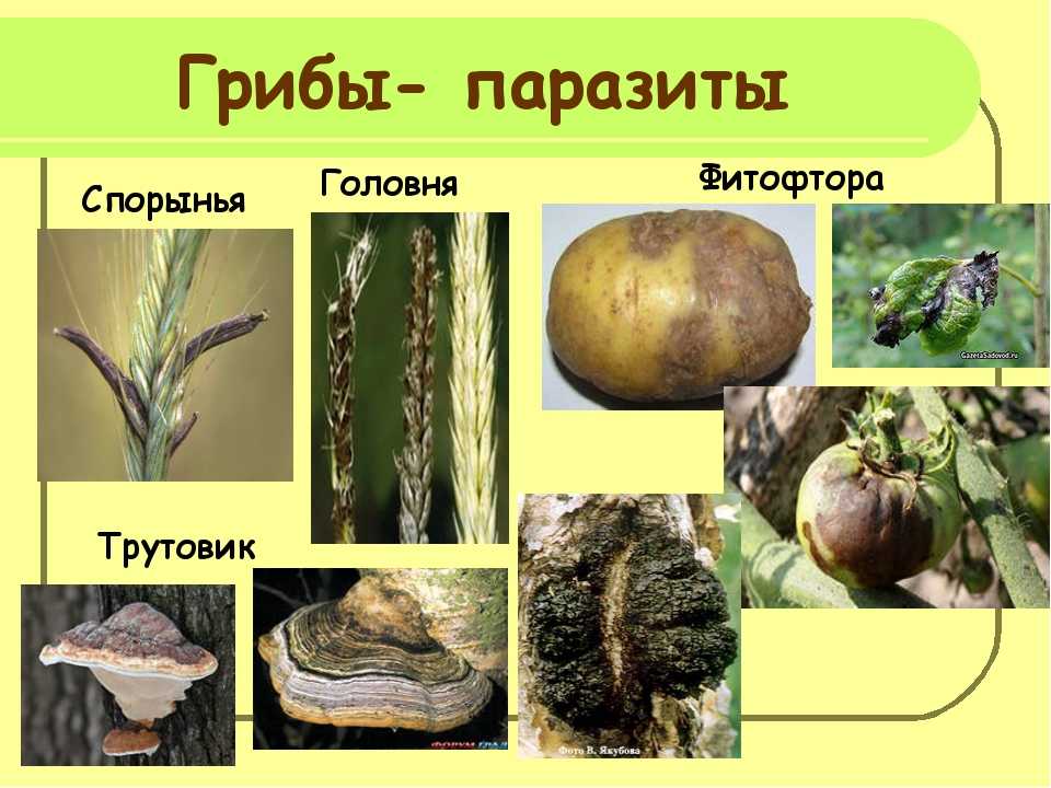 Грибы-паразиты⭐, 5 класс, биология: общее описание, характеристика, тип питания, представители