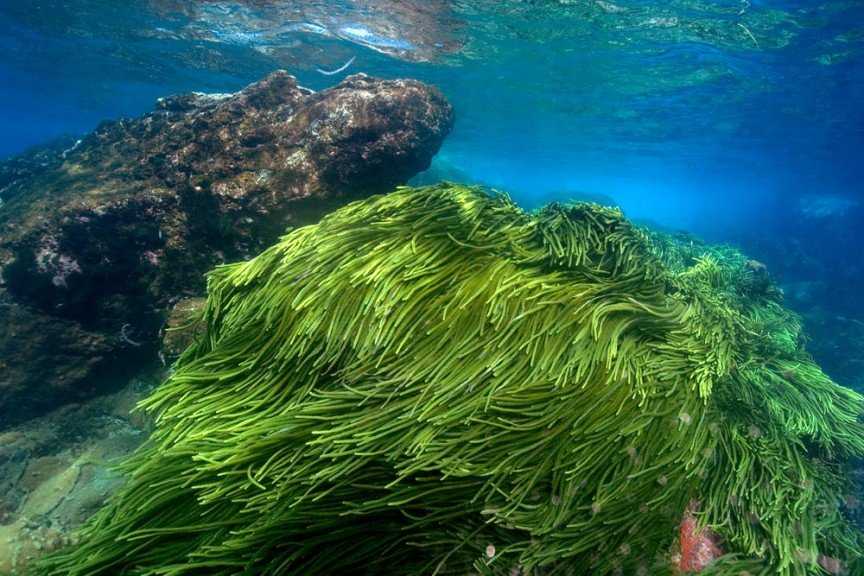 Макроцистис - macrocystis