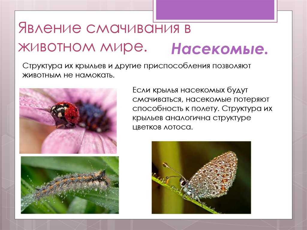 Капиллярные явления: смачивание и несмачивание поверхности твердого тела