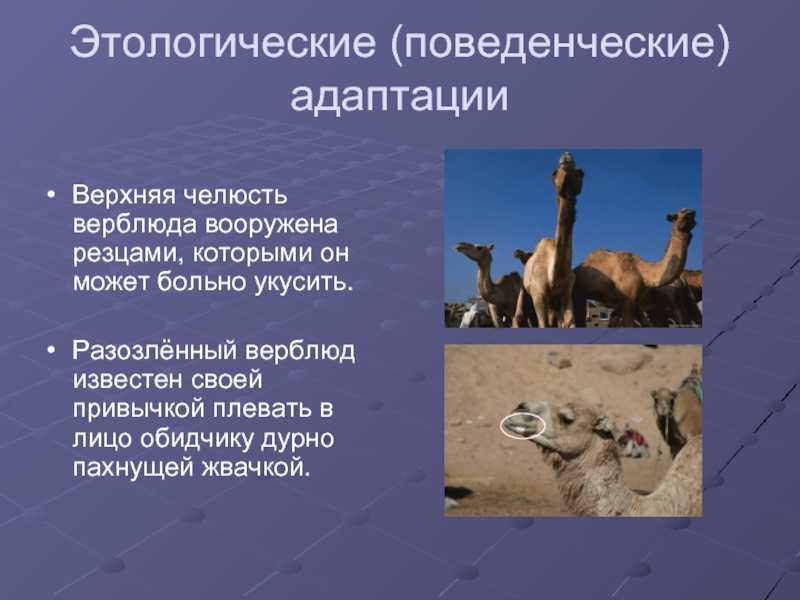 Презентация на тему: "приспособленность организмов к среде обитания на примере одного животного (верблюд) и одного растения (кактус)". скачать бесплатно и без регистрации.
