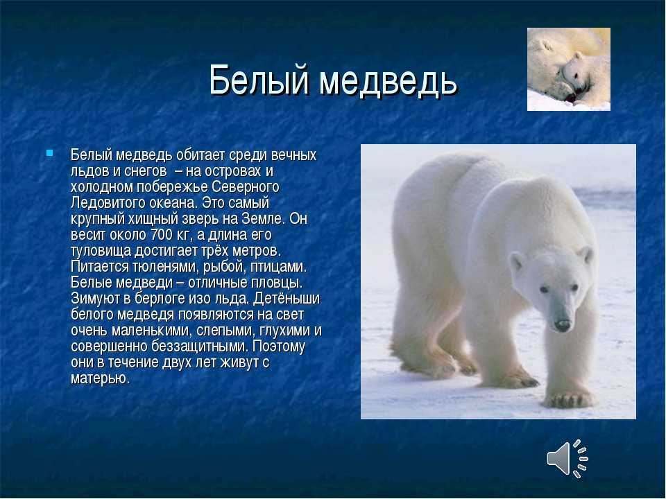 Как белый медведь адаптируется к окружающей среде?