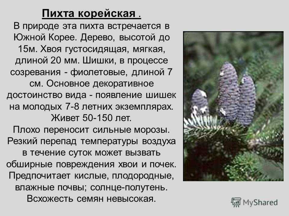 Пихта — характеристика и особенности различных видов